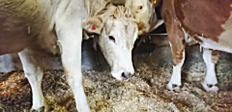 Bridget - 11. Dez. 2021 - endlich gefunden.