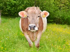 LISA - Swiss-Braun (Gurt) geb. 20.03.2012 (Mama von Luna)